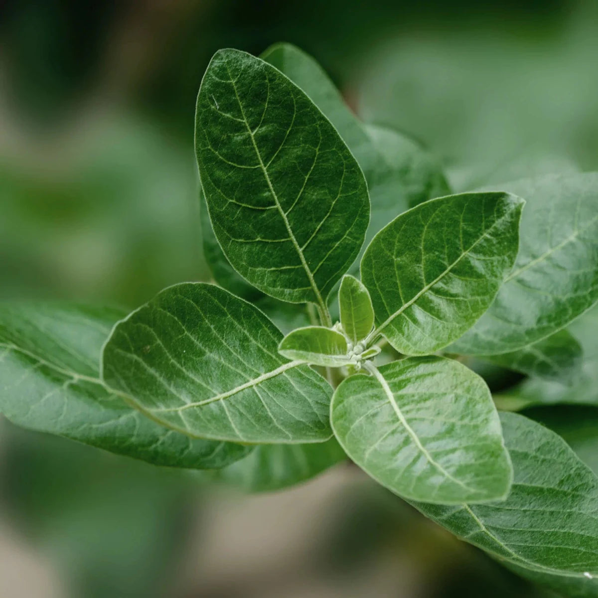Ashwagandha Plant
